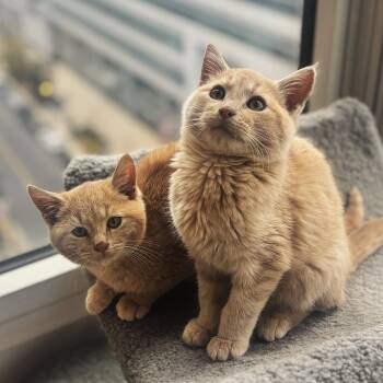 Rescue Domestic Short Hair Cats for Adoption in Fairfax Station, Virginia - Harry | PetCurious