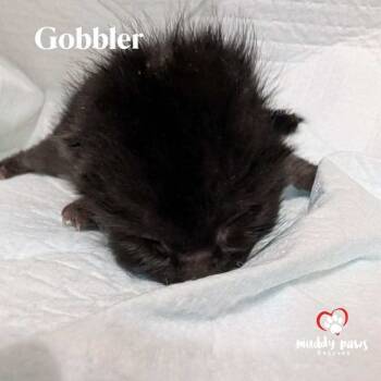 Rescue Domestic Short Hair Cats for Adoption in Council Bluffs, Iowa - Thanksgiving Dinner: Gobbler | PetCurious