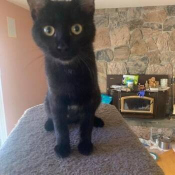 Melody -  Domestic Short Hair Cat for Adoption in Pickering, Ontario - Melody | PetCurious