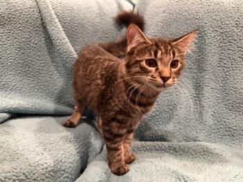 Pancho -  Domestic Medium Hair Cat for Adoption in Diamond Springs, California - Pancho | PetCurious