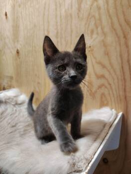 Domestic Short Hair Cats Available for Adoption in Oakville, Washington - Puff | PetCurious