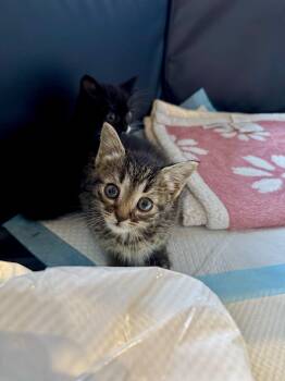 Nate -  Domestic Short Hair Cat Available for Adoption in Ramsey, New Jersey - Nate | PetCurious