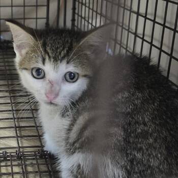 Max -  Domestic Short Hair Cat for Adoption in Newark, New Jersey - Max | PetCurious