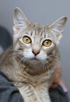 Rescue Domestic Short Hair Cats for Adoption in Kansas City, Kansas - Bell (AO35316) | PetCurious