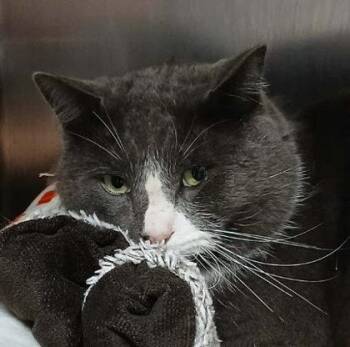 Domestic Short Hair Cats Available for Adoption in Hudson, Massachusetts - Bandit | PetCurious