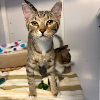 Marie -  Domestic Short Hair Cat Available for Adoption in Sarasota, Florida - Marie | PetCurious