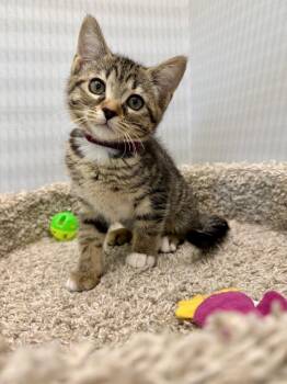 Theodore -  Domestic Short Hair Cat Available for Adoption in West Palm Beach, Florida - Theodore | PetCurious