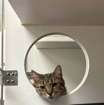 Thor (Broadmoor) -  Domestic Short Hair Cat for Adoption in Johnson City, Tennessee - Thor (Broadmoor) | PetCurious