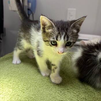 Cleo -  Domestic Short Hair Cat for Adoption in Winston-salem, North Carolina - Cleo | PetCurious
