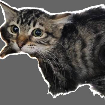 Domestic Medium Hair Cats Available for Adoption in Casa Grande, Arizona - Orbitty | PetCurious