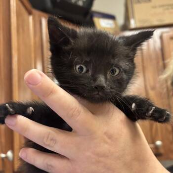 Domestic Short Hair Cats Available for Adoption in Tupelo, Mississippi - Nemo - 050805U | PetCurious