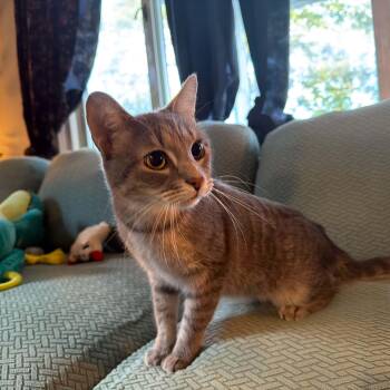 Widget -  Domestic Short Hair Cat for Adoption in Royal Oak, Michigan - Widget | PetCurious