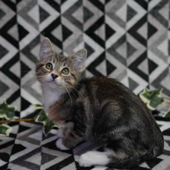 Domestic Short Hair Cats Available for Adoption in Wheaton, Illinois - George | PetCurious