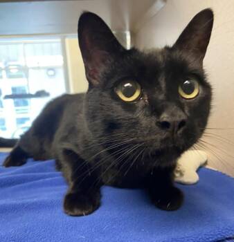 Domestic Short Hair Cats Available for Adoption in Salinas, California - Connor | PetCurious