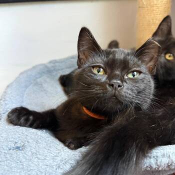 Poe -  Domestic Short Hair Cat for Adoption in Los Angeles, California - Poe | PetCurious