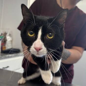 Domestic Short Hair Cats Available for Adoption - Bathtub | PetCurious