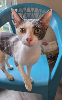 Winnifred -  Domestic Short Hair and Calico Cat for Adoption in Magnolia Springs, Alabama - Winnifred | PetCurious
