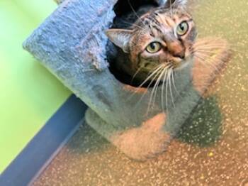 Rescue Domestic Short Hair Cats for Adoption in New Orleans, Louisiana - Beans | PetCurious