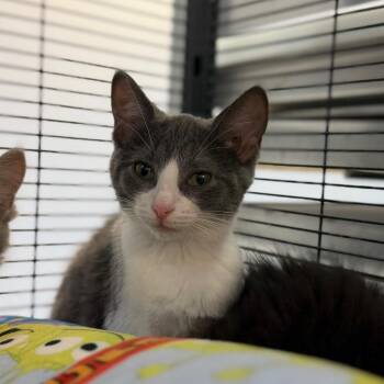 Briony -  Domestic Short Hair Cat for Adoption in Portage, Michigan - Briony | PetCurious