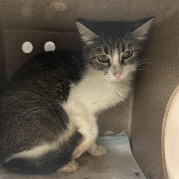 FiFi -  Domestic Short Hair Cat for Adoption in Salt Lake City, Utah - FiFi | PetCurious