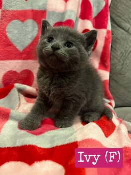 Ivy -  Domestic Short Hair Cat for Adoption in Hamilton, Ohio - Ivy | PetCurious