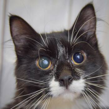 Rescue Tuxedo and Domestic Long Hair Cats for Adoption in Huntley, Illinois - Nash | PetCurious