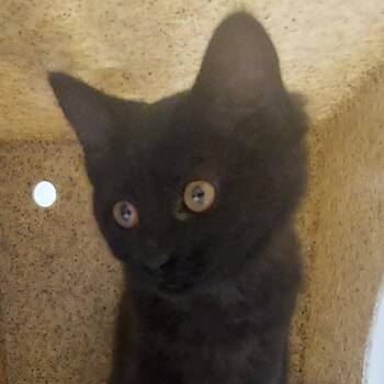 Tessa -  Domestic Medium Hair Cat for Adoption in Reno, Nevada - Tessa | PetCurious