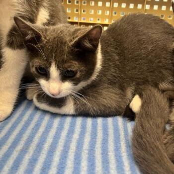 Scout -  Domestic Short Hair Cat for Adoption in Kingman, Arizona - Scout | PetCurious