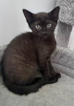 Roswell -  Domestic Short Hair Cat for Adoption in North Babylon, New York - Roswell | PetCurious