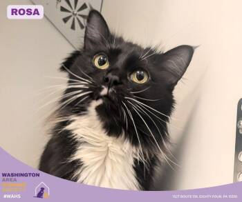Domestic Long Hair Cats Available for Adoption in Eighty Four, Pennsylvania - Rosa | PetCurious
