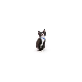 Domestic Short Hair Cats Available for Adoption in Los Angeles, California - Nile | PetCurious