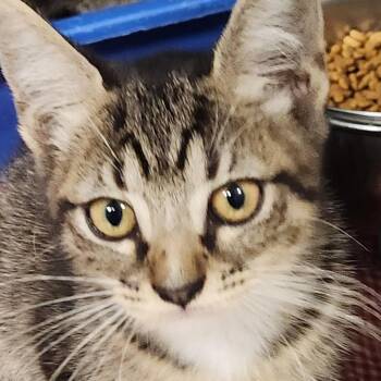 Gretel K46158 -  Domestic Short Hair Cat for Adoption in Corsicana, Texas - Gretel K46158 | PetCurious