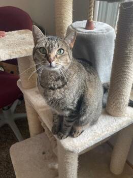 Domestic Short Hair Cats Available for Adoption in Pasco, Washington - Athena | PetCurious