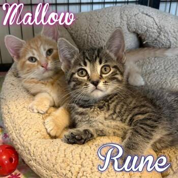 Rune -  Domestic Short Hair Cat for Adoption in Hillsboro, Ohio - Rune | PetCurious
