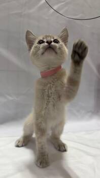 Muffin -  Domestic Short Hair Cat for Adoption in Fullerton, California - Muffin | PetCurious