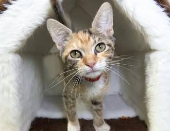 RATTLE -  Domestic Short Hair Cat for Adoption in Fort Lauderdale, Florida - RATTLE | PetCurious
