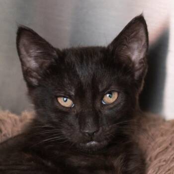 Narragansett -  Domestic Short Hair Cat for Adoption in Middletown, Rhode Island - Narragansett | PetCurious