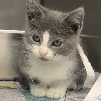 Rescue Domestic Short Hair Cats for Adoption in Blairsville, Georgia - Gwen | PetCurious