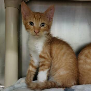 Four-Leaf Clover -  Domestic Short Hair Cat for Adoption in Columbia, Missouri - Four-Leaf Clover | PetCurious