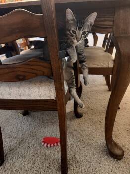 Mac -  Domestic Short Hair and Tabby Cat for Adoption in Visalia, California - Mac | PetCurious