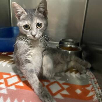 Diane -  Domestic Short Hair Cat for Adoption in Newport, North Carolina - Diane | PetCurious