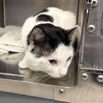 Moo -  Domestic Short Hair Cat for Adoption in Las Vegas, Nevada - Moo | PetCurious