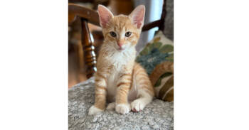 Rescue Domestic Short Hair Cats for Adoption in New Cumberland, West Virginia - Marko | PetCurious