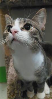 Wonder -  Domestic Short Hair Cat for Adoption in Billings, Montana - Wonder | PetCurious
