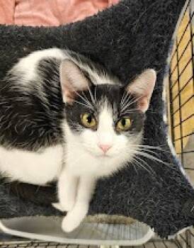 Rescue Domestic Short Hair Cats for Adoption in St. Cloud, Minnesota - Moo Moo | PetCurious