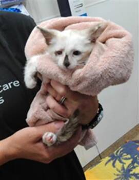 BECKY -  Domestic Medium Hair Cat for Adoption in Albuquerque, New Mexico - BECKY | PetCurious