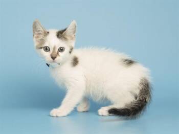 Domestic Short Hair Cats Available for Adoption in Phoenix, Arizona - PLUTO | PetCurious