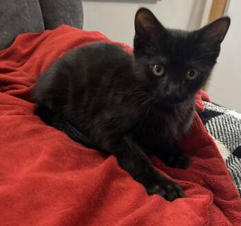 Dianne -  Domestic Short Hair Cat for Adoption in Hammond, Louisiana - Dianne | PetCurious