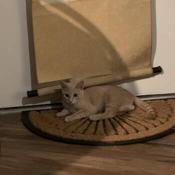 Johnny Bravo -  Domestic Short Hair Cat for Adoption in Pittsburgh, Pennsylvania - Johnny Bravo | PetCurious