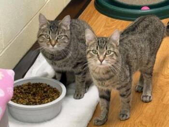 Domestic Short Hair Cats Available for Adoption in Mauston, Wisconsin - Wednesday Sue And Wiggles | PetCurious